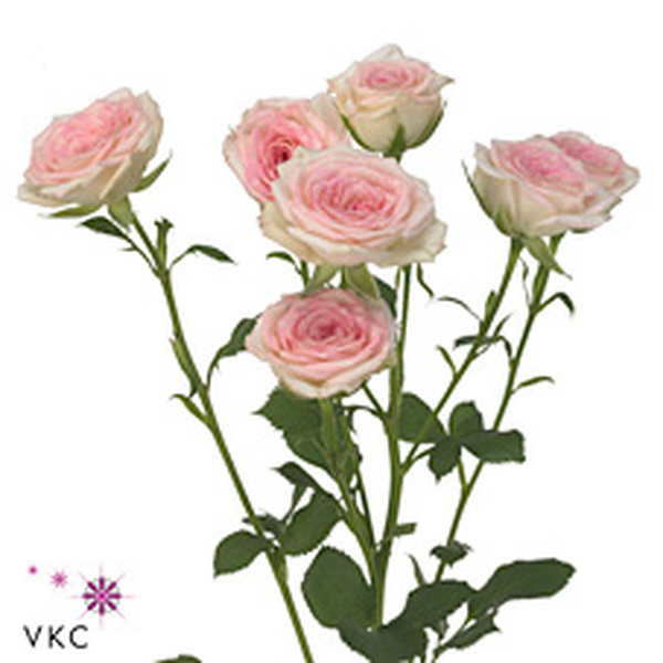 ROSA RAMIFICADA *CREAMY TWISTER* 70CM