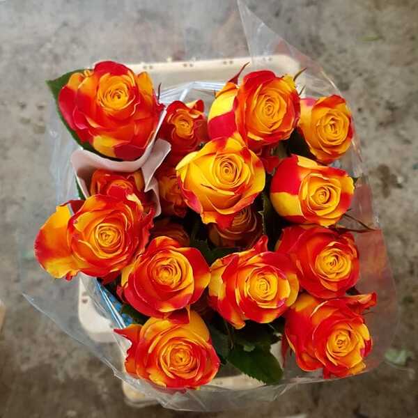 ROSA RAINBOW CATALANA 60CM