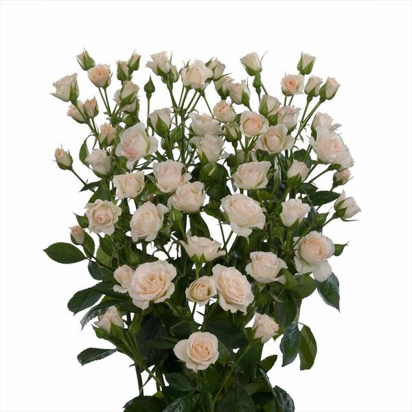 ROSA RAMIFICADA JANA 45CM