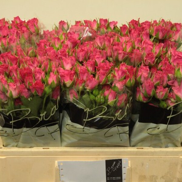 ROSA RAMIFICADA FUCSIA *LIANNE* 40CM