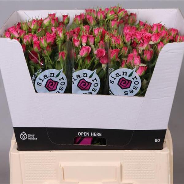 ROSA RAMIFICADA FUCSIA *LIANNE* 60CM