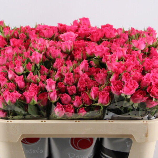 ROSA RAMIFICADA FUCSIA *LIANNE* 70CM