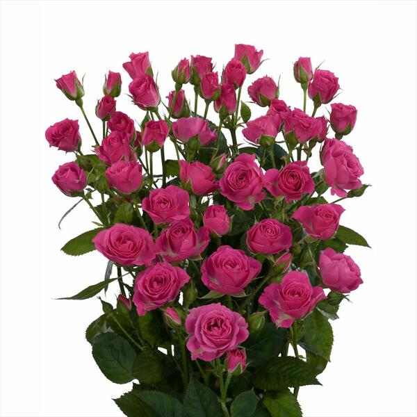 ROSA RAMIFICADA *LOVELY LYDIA* 60CM