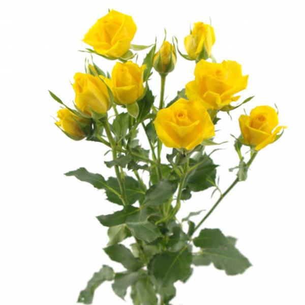 ROSA RAMIFICADA *MARIAH* 50CM