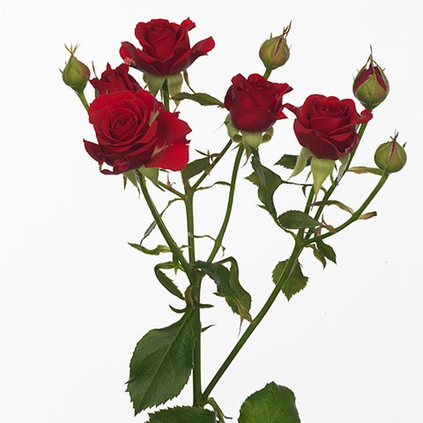 ROSA RAMIFICADA 70CM *MIRABEL*