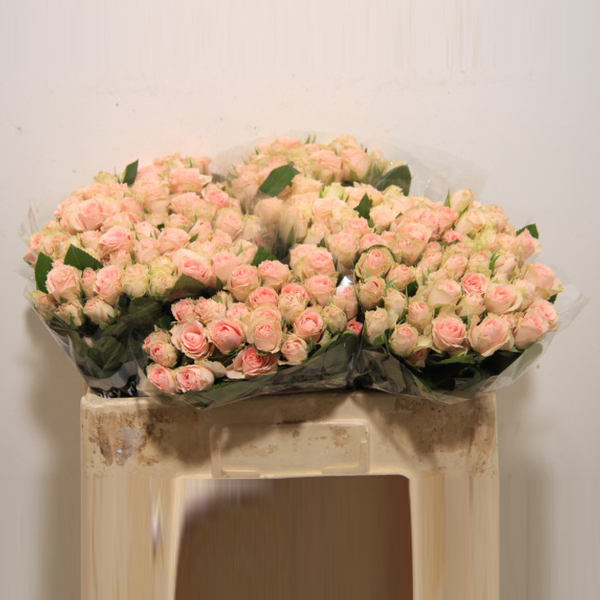 ROSA RAMIFICADA PINK IRISCHKA 60CM