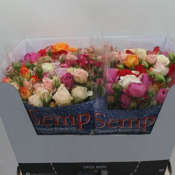 ROSA RAMIFICADA *RAINBOW* 60CM