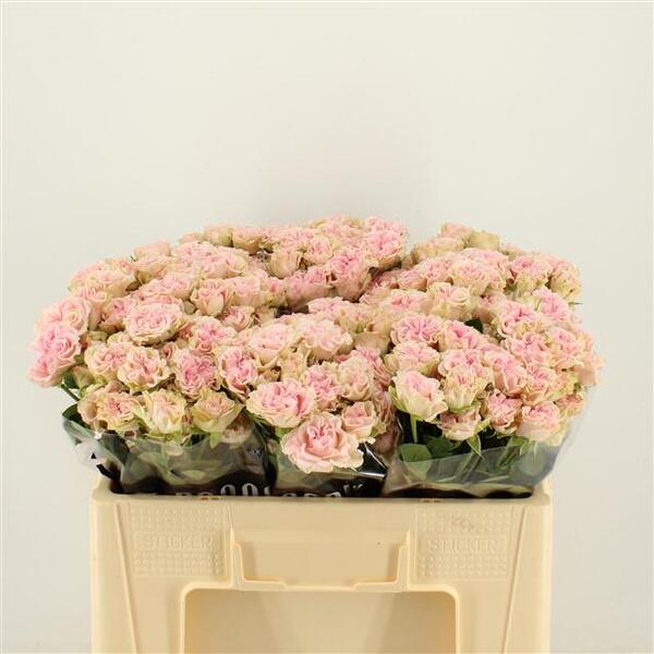 ROSA RAMIFICADA *SWEET FLOW* 60CM
