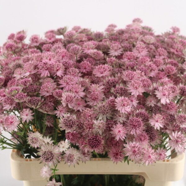 ASTRANTIA *ROMA* 50CM