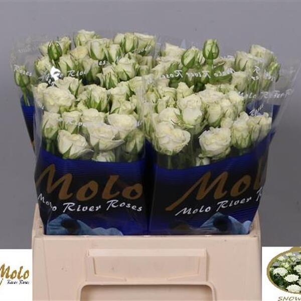 ROSA RAMIFICADA 40CM *SNOWFLAKE*