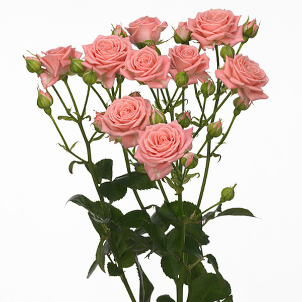 ROSA RAMIFICADA *SYLVANA* 60CM