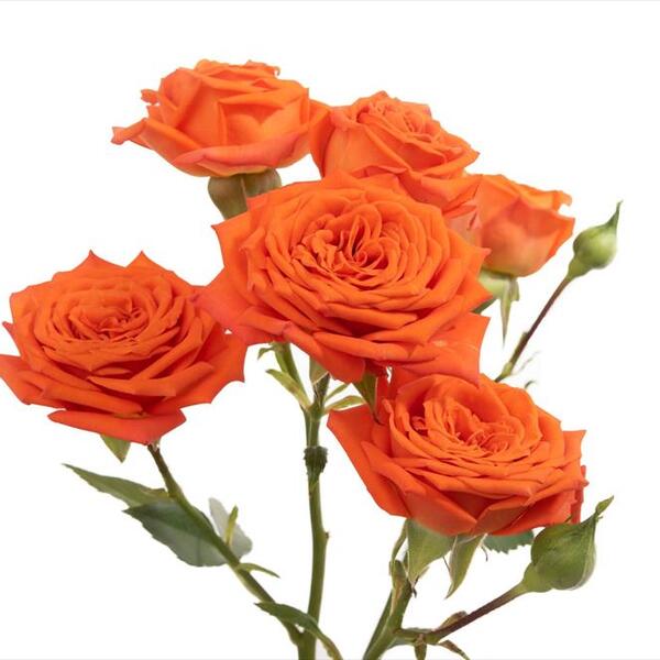 ROSA RAMIFICADA *BRIGHT SENSATION* 60CM