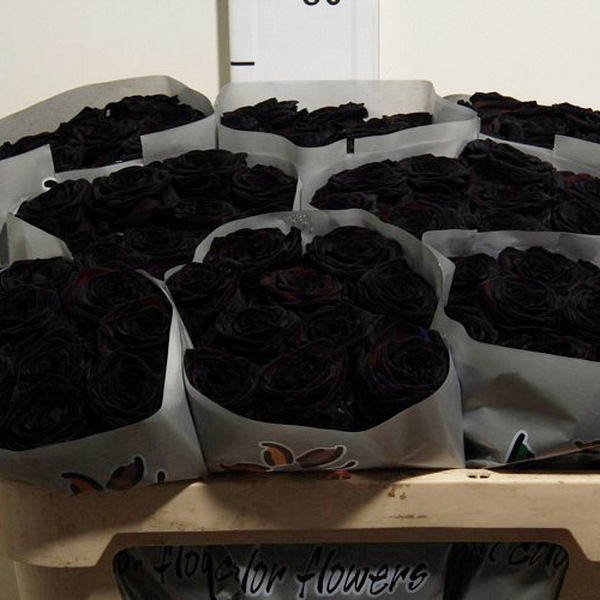 ROSA TENYIDA NEGRE *RED NAOMI* 70CM