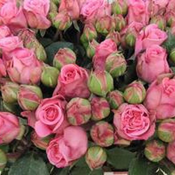 ROSA RAMIFICADA *ASHLEY* 50CM