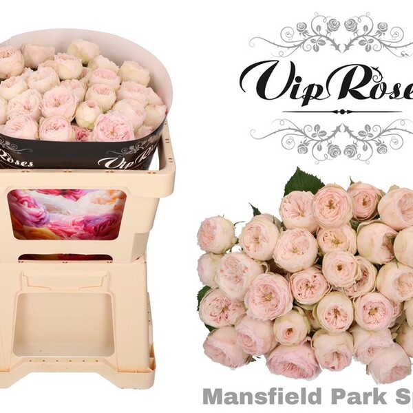 ROSA RAMIFICADA GARDEN MANSFIELD PARK 40CM