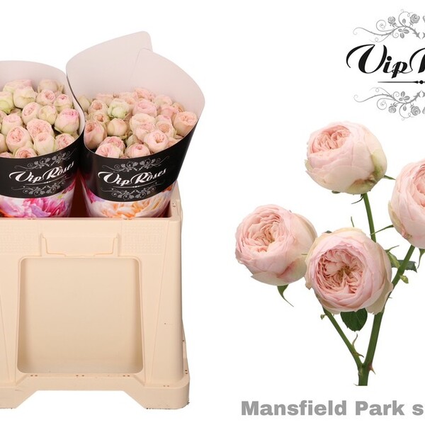 ROSA RAMIFICADA GARDEN MANSFIELD PARK 50CM