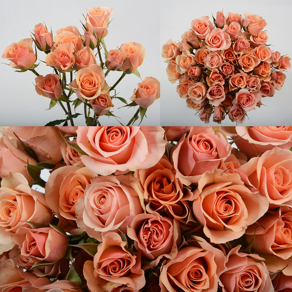 ROSA RAMIFICADA *ILSE* COL. 40CM