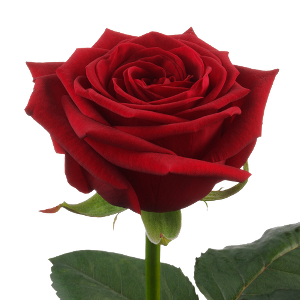 ROSA *RED NAOMI* M V D DRIFT 90CM