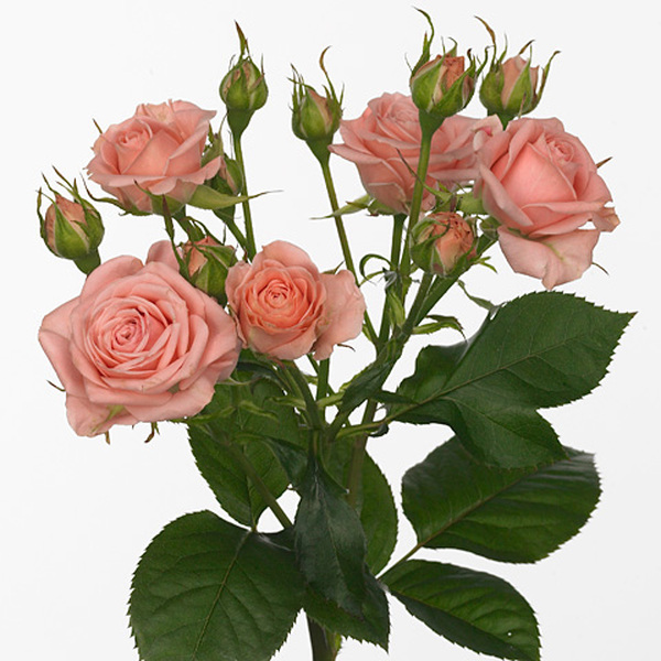 ROSA RAMIFICADA *ODILIA* 40CM