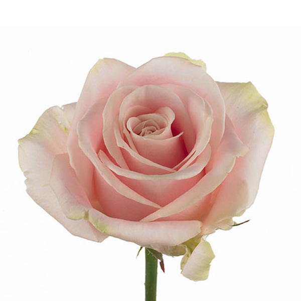 ROSA ROSA *SWEET AVALANCHE* 60CM