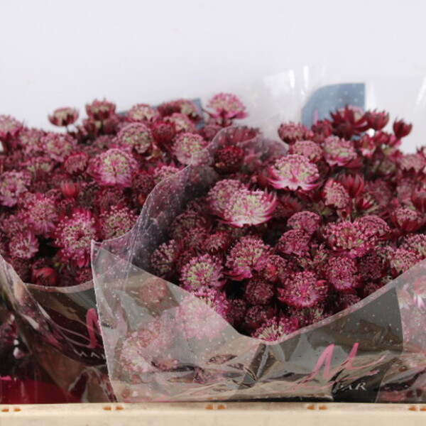 ASTRANTIA STAR OF LOVE 50CM