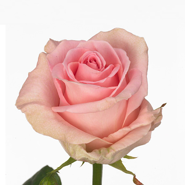 ROSA ROSA *SWEET DOLOMITI* 55CM