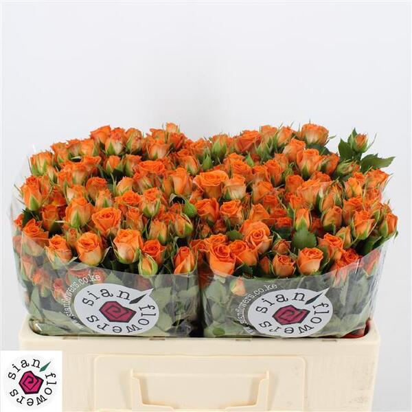 ROSA RAMIFICADA 60CM *PICANTO*