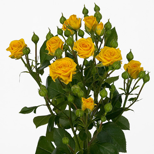 ROSA RAMIFICADA *SHINE* 50CM