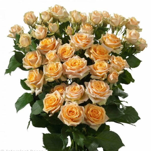 ROSA RAMIFICADA *TRINITY* 60CM