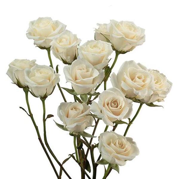 ROSA RAMIFICADA 50CM COL. WHITE MAJOLIKA