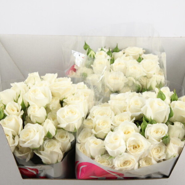 ROSA RAMIFICADA 60CM *SNOWY BUBBLES*