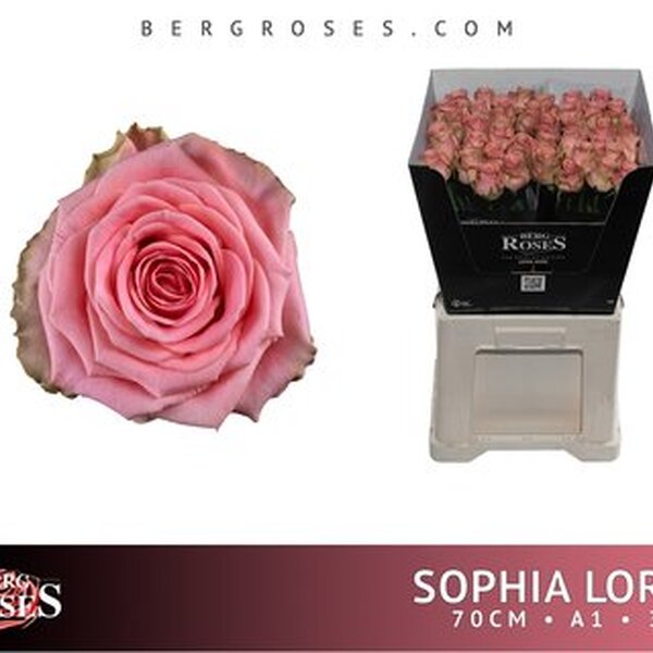 ROSA SOPHIA LOREN 70CM