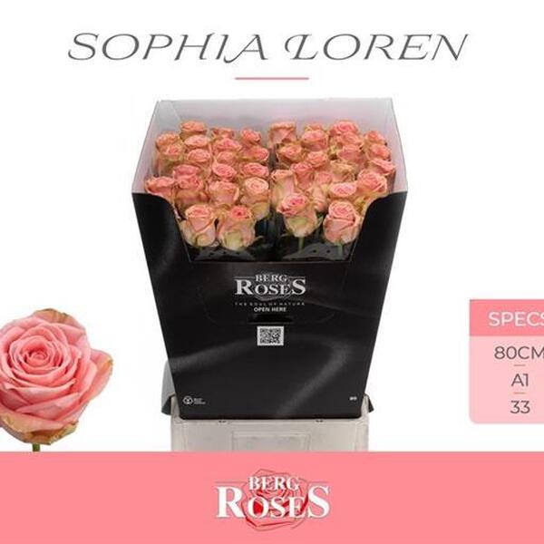 ROSA SOPHIA LOREN 80CM