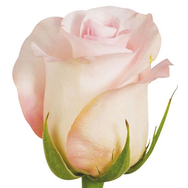 ROSA SWEET AKITO 50CM