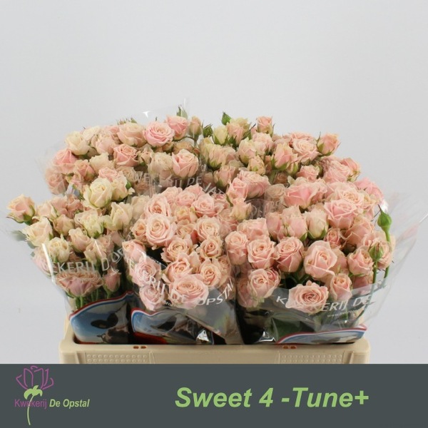 ROSA SWEET 4-TUNE 50CM