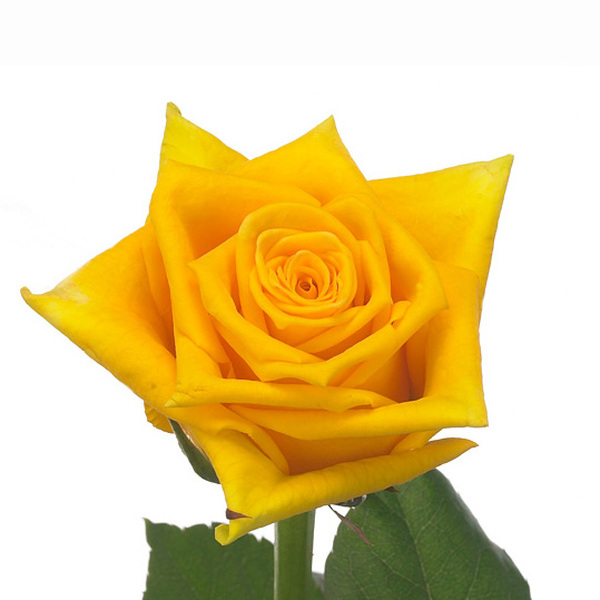 ROSA GROC TARA 80CM