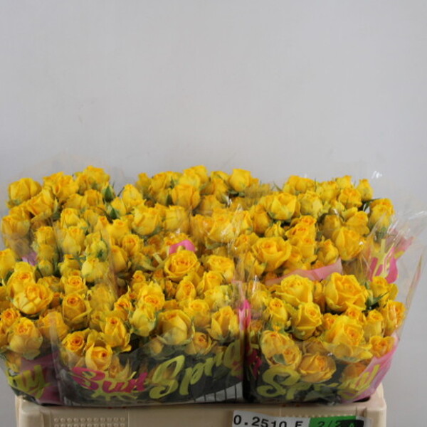 ROSA RAMIFICADA *TARANTELA* 50CM