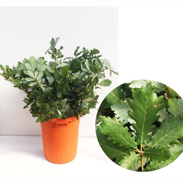 ROURE NATURAL VERD