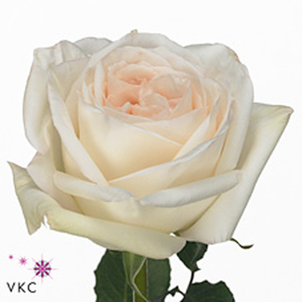 ROSA *WHITE OHARA* 60CM