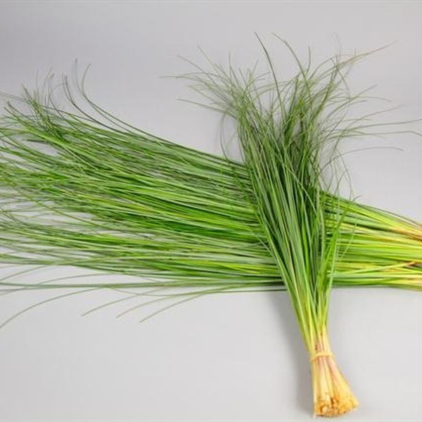 BEAR GRASS ( COLA DE OSO )