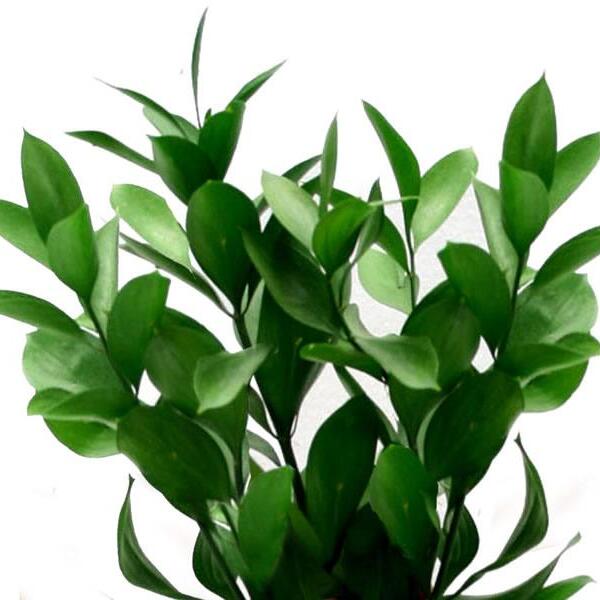 RUSCUS