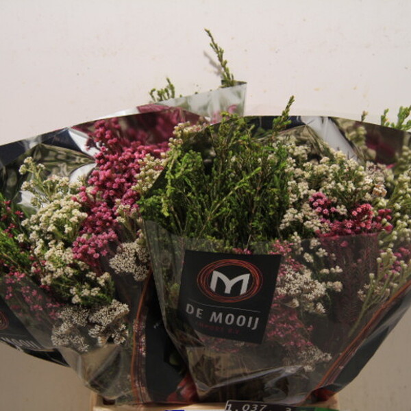 SAFARI BOQUET VERDS AFRICA