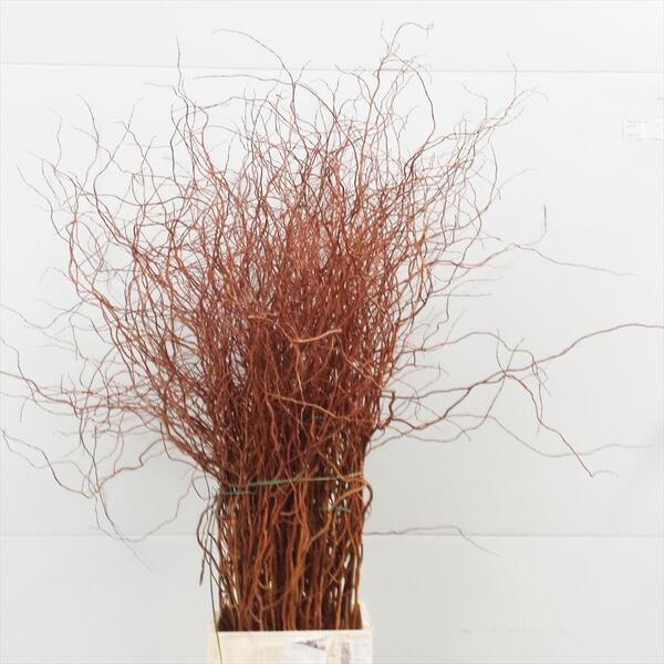 SALIX BRONZE 150 CM TENDRE