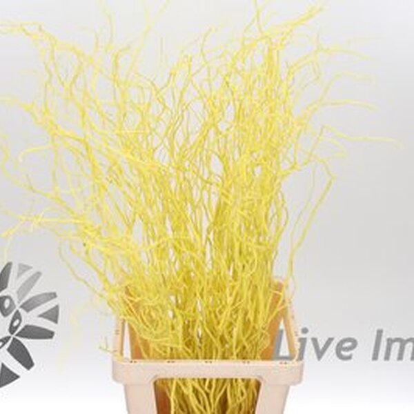 SALIX PINTAT GROC 100CM 