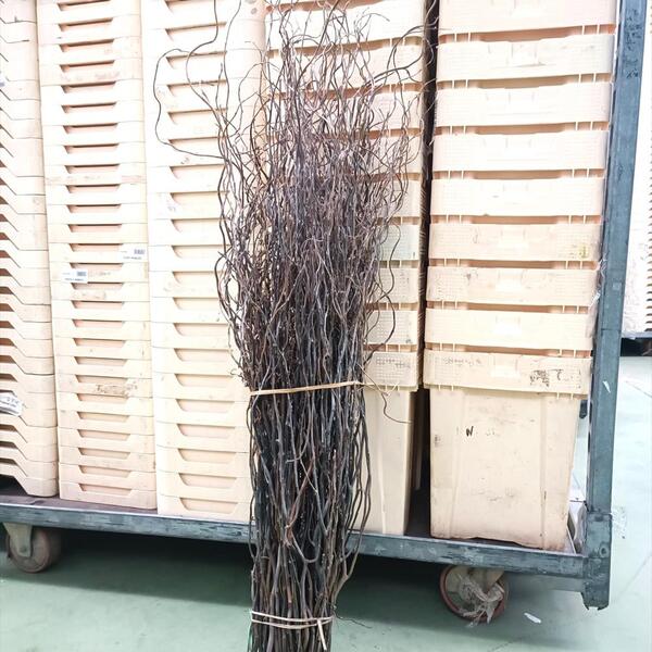 SALIX SEC TORTUOS 130/150 CM 