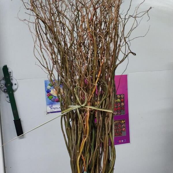 SALIX *TENDRE* VERD 110/120 CM 