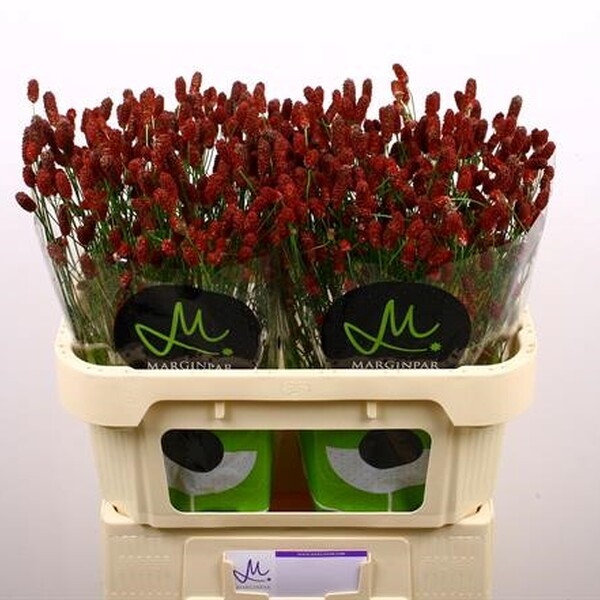 SANGUISORBA RED DREAM 60CM