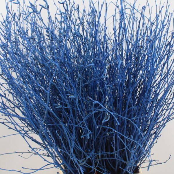 BETULA 120CM BLAU FOSC