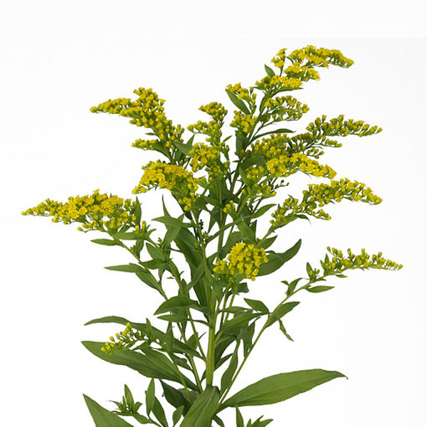 SOLIDAGO