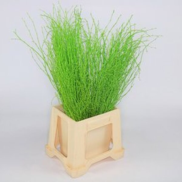 BETULA 60CM VERD POMA